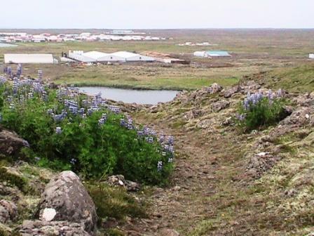 Stöðva framráðs lúpínu yfir Stapagötuna