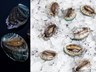 Byggja stærstu abalónueldisstöð Evrópu á Reykjanesi - nýta borholusjó sem er hitaður með jarðvarma