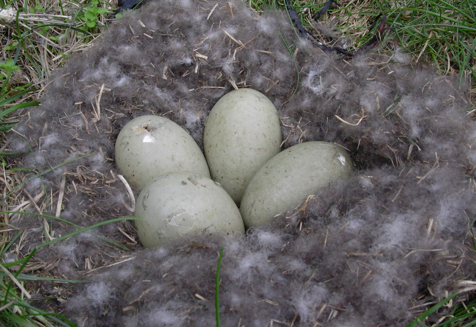 Eggjaþjófar stálu undan æðarkollum í Stafnesi