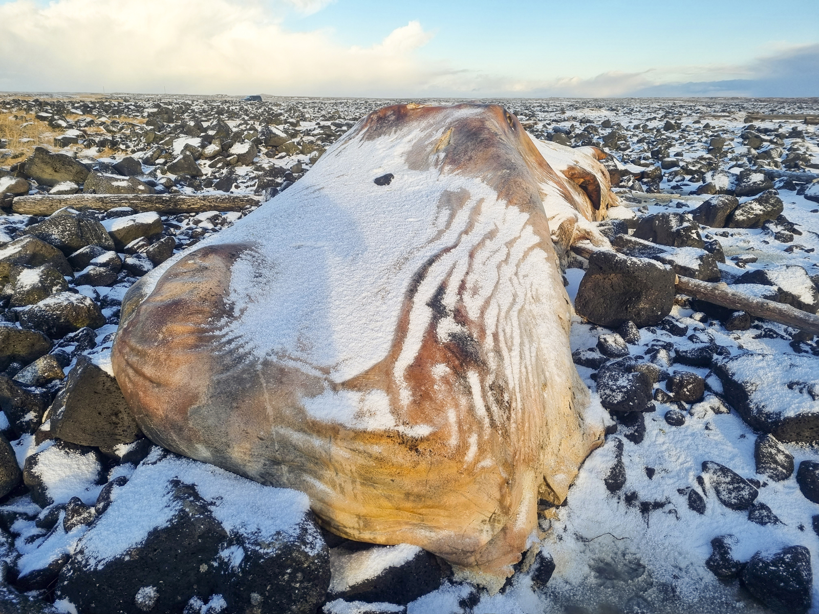 Hvalrekar á Reykjanesi