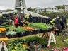 Árlegur blómamarkaður Æsu við Ytri Njarðvíkurkirkju 