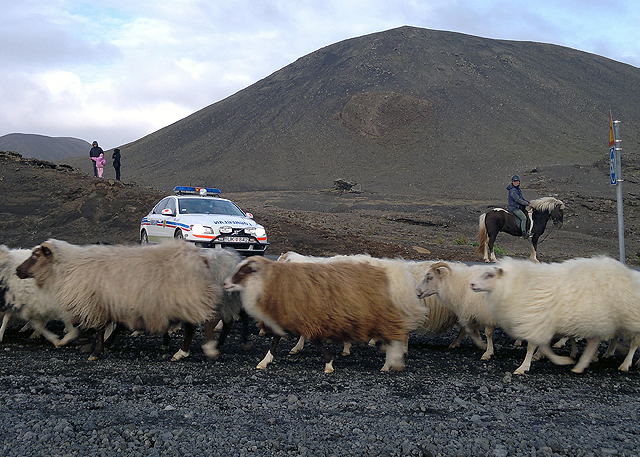 Réttað í Þórkötlustaðarétt á laugardaginn