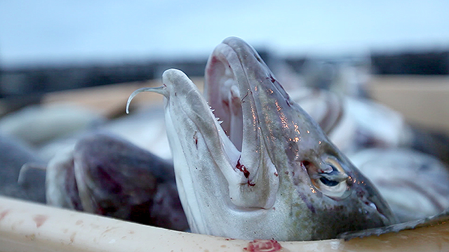 Fékk fiskikar í höfuðið