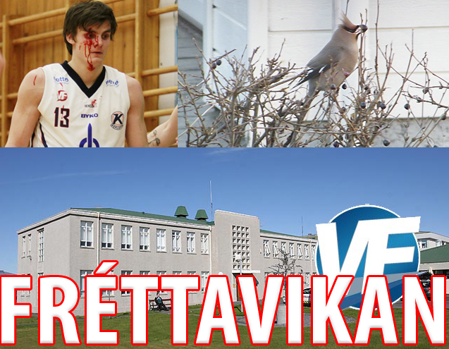 Fréttavikan: Blóð í boltanum, mjólkurkú ríkisins og Silkitoppa á ferð