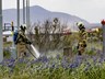 „Skógareldur“ kæfður í fæðingu