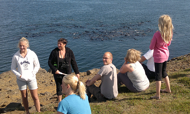 Hundruð grindhvala undir Stapanum