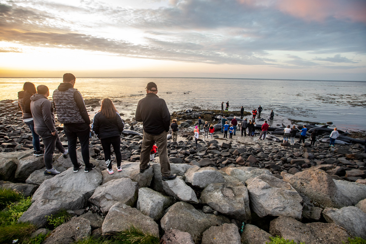 Björgun grindhvala í Útskálafjöru öllum til sóma