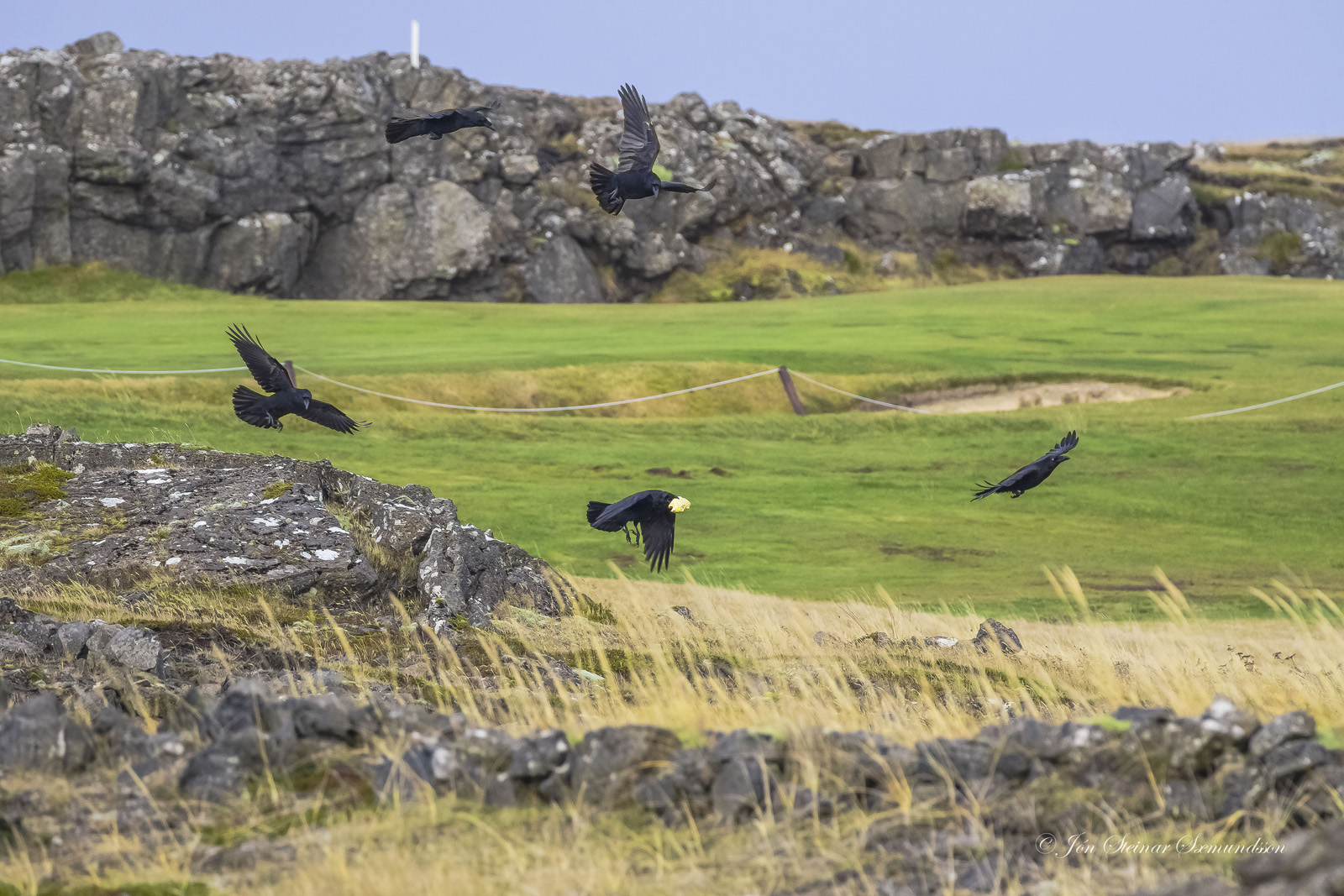 Guð launar fyrir hrafninn