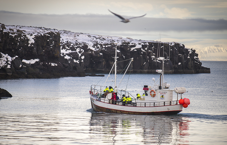 Tveir hnúfubakar skemmta hvalaskoðurum