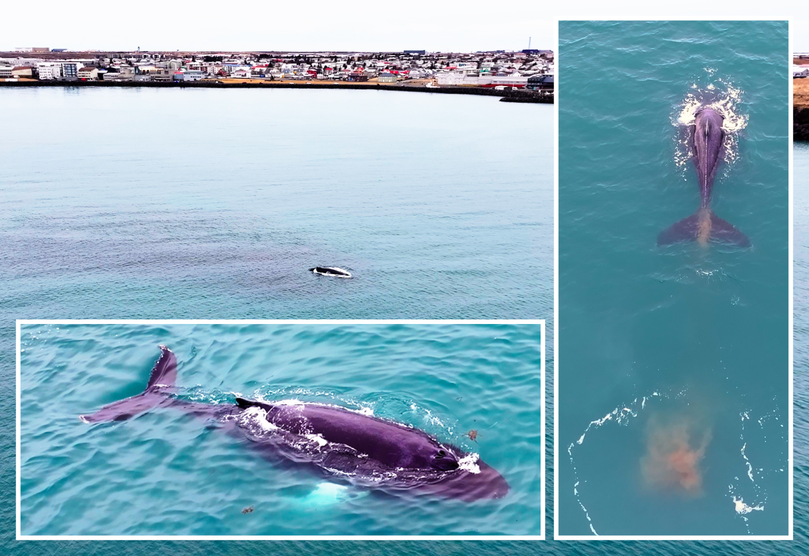 Hvalur gaf skít í myndatökumann Víkurfrétta