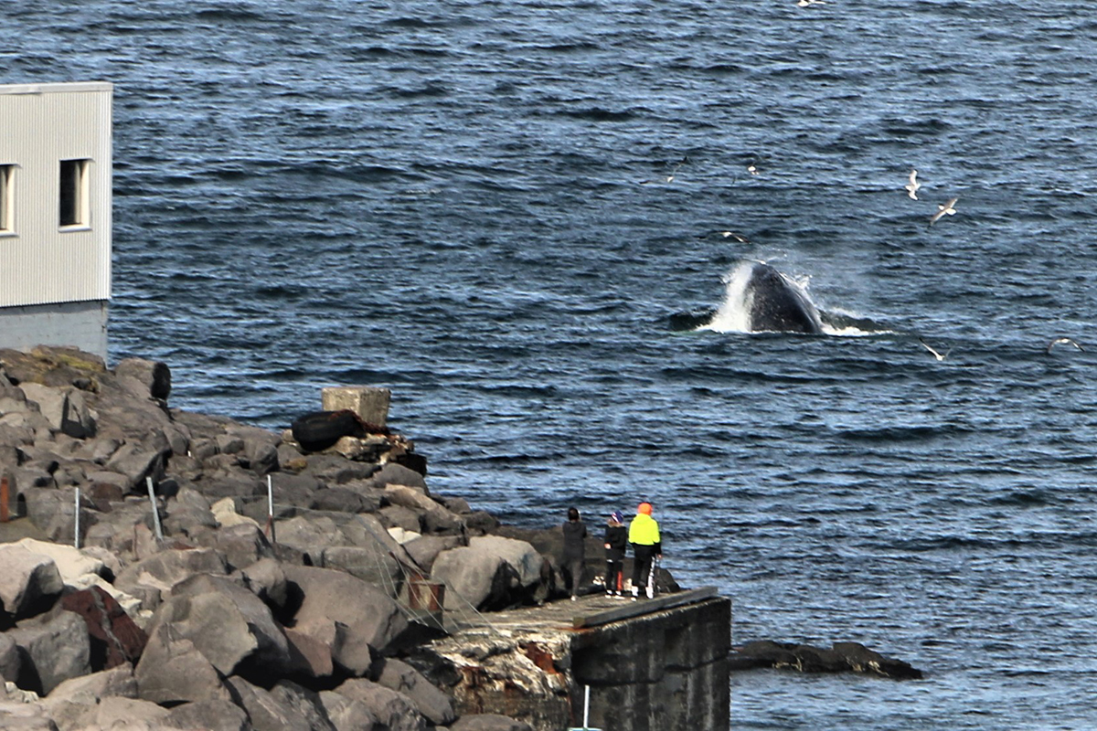 Hvalurinn mætti í hádegismat