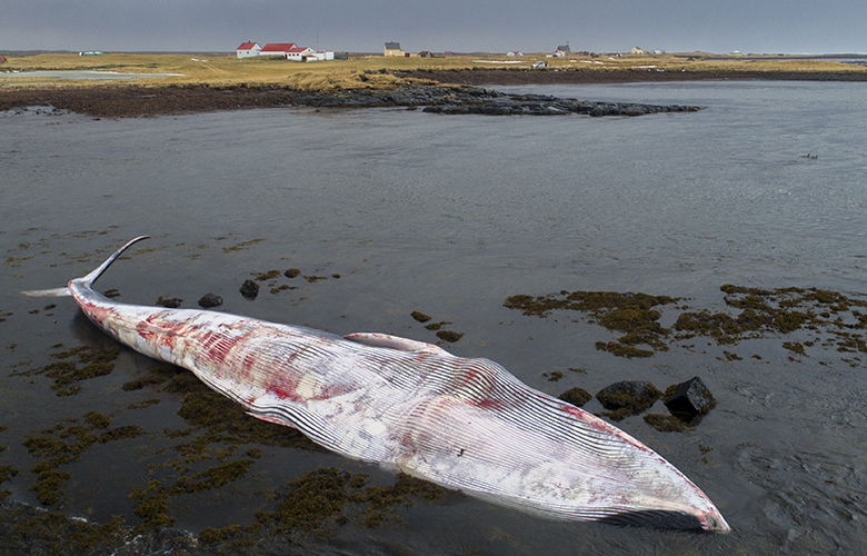 Banaði plastmengun hvalnum á Hvalsnesi?