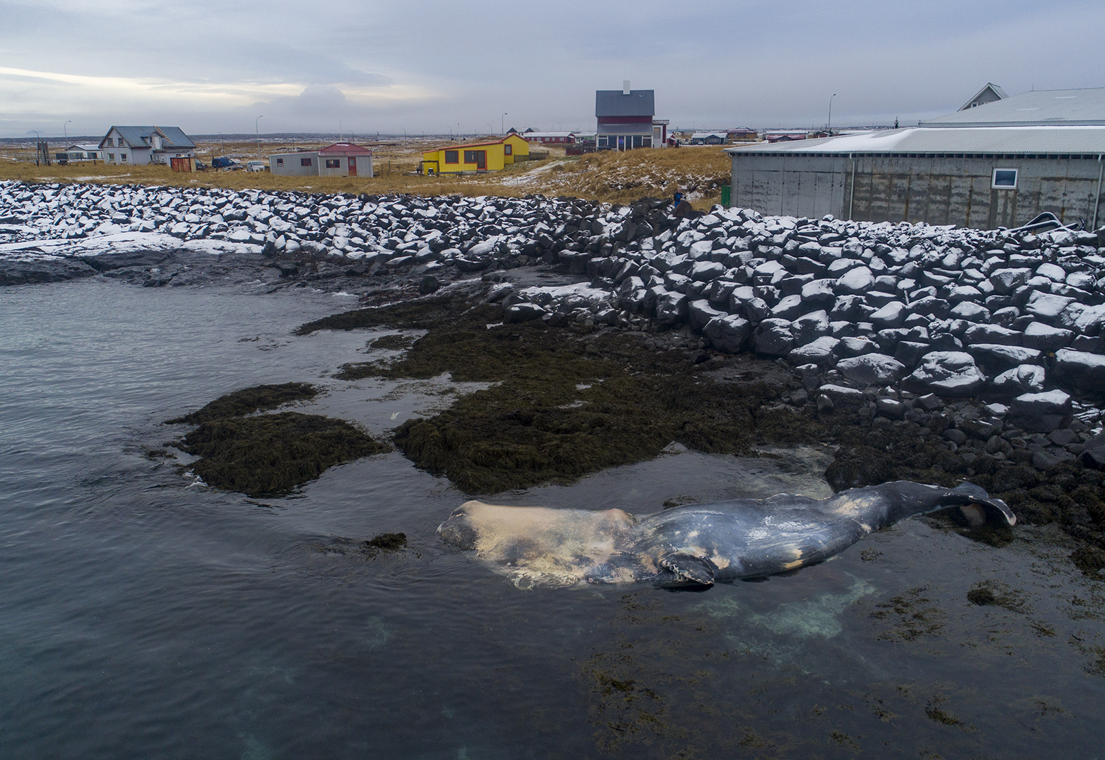 Dragúldið stórhveli rak á land við Hafnir