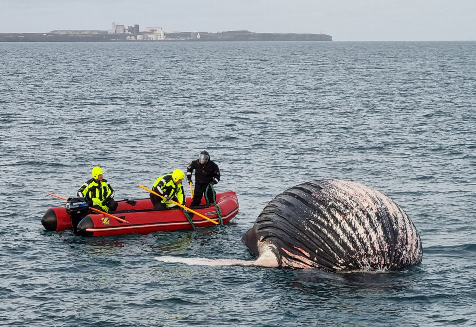 Áhöfn Baldurs losaði dauðan hval sem festist í botnföstu tógi á Stakksfirði