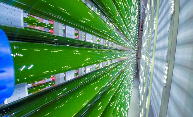 Kári Marís nýr forstjóri Algalíf