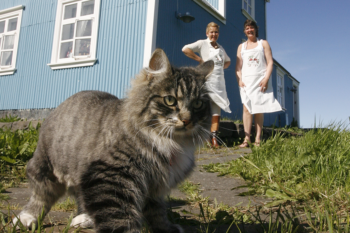 Kattaást í Grindavík og Suðurnesjabæ