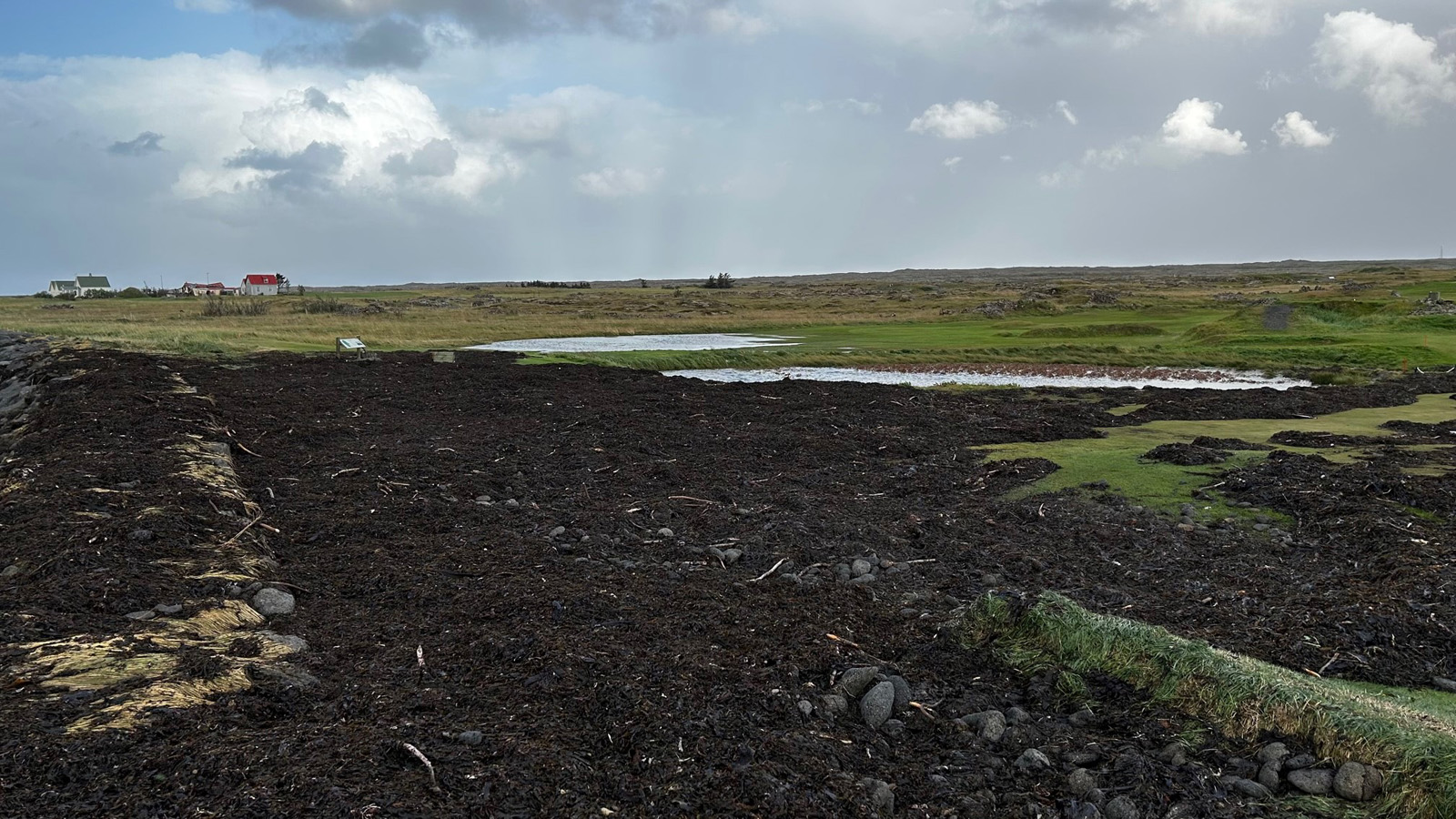 Mikið af þangi á Kálfatjarnarvelli á Vatnsleysuströnd