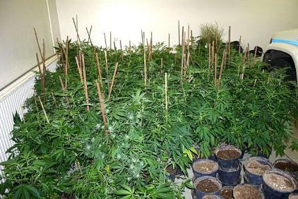 Löggan rann á kannabislyktina