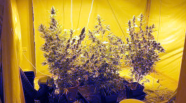 Með kannabis í Flugstöðinni