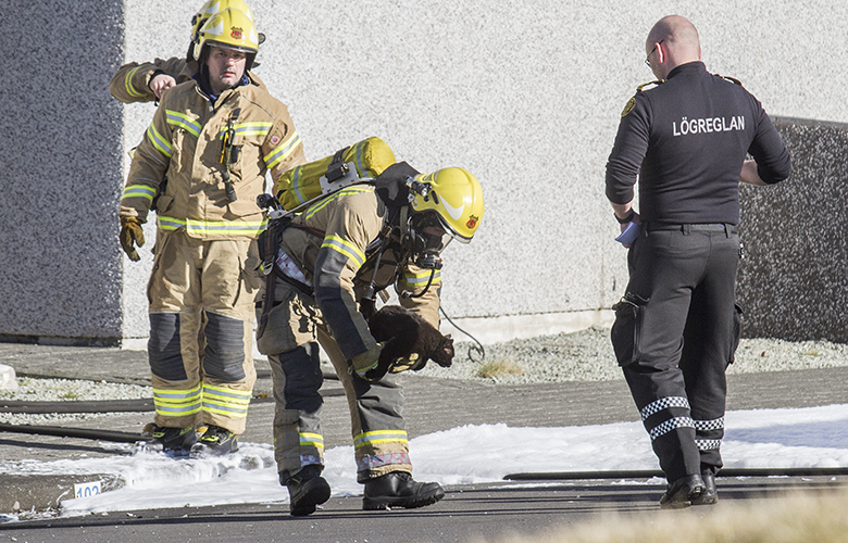 Kisufrétt: Heimilisketti bjargað frá háska eftir eldsvoða í Njarðvík