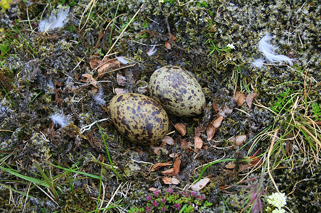 Eggjaþjófar flúðu landeiganda