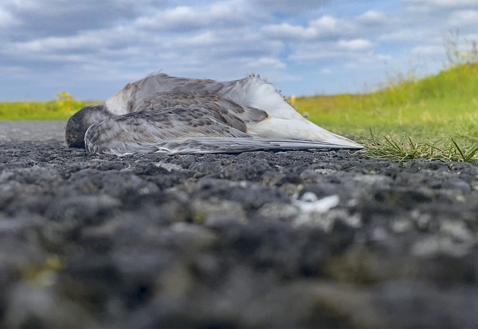 Vígvöllur á vegi í gegnum kríuvarp