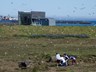 Hrun í kríuvarpi í Innri-Njarðvík: Nágrannar telja unga á fingrum annarrar handar