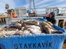 Sjaldan sést eins mikið af fiski í sjónum