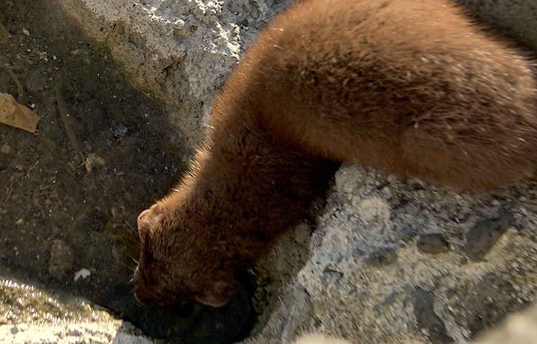 Video: Drápu mink við gamla vitann á Garðskaga