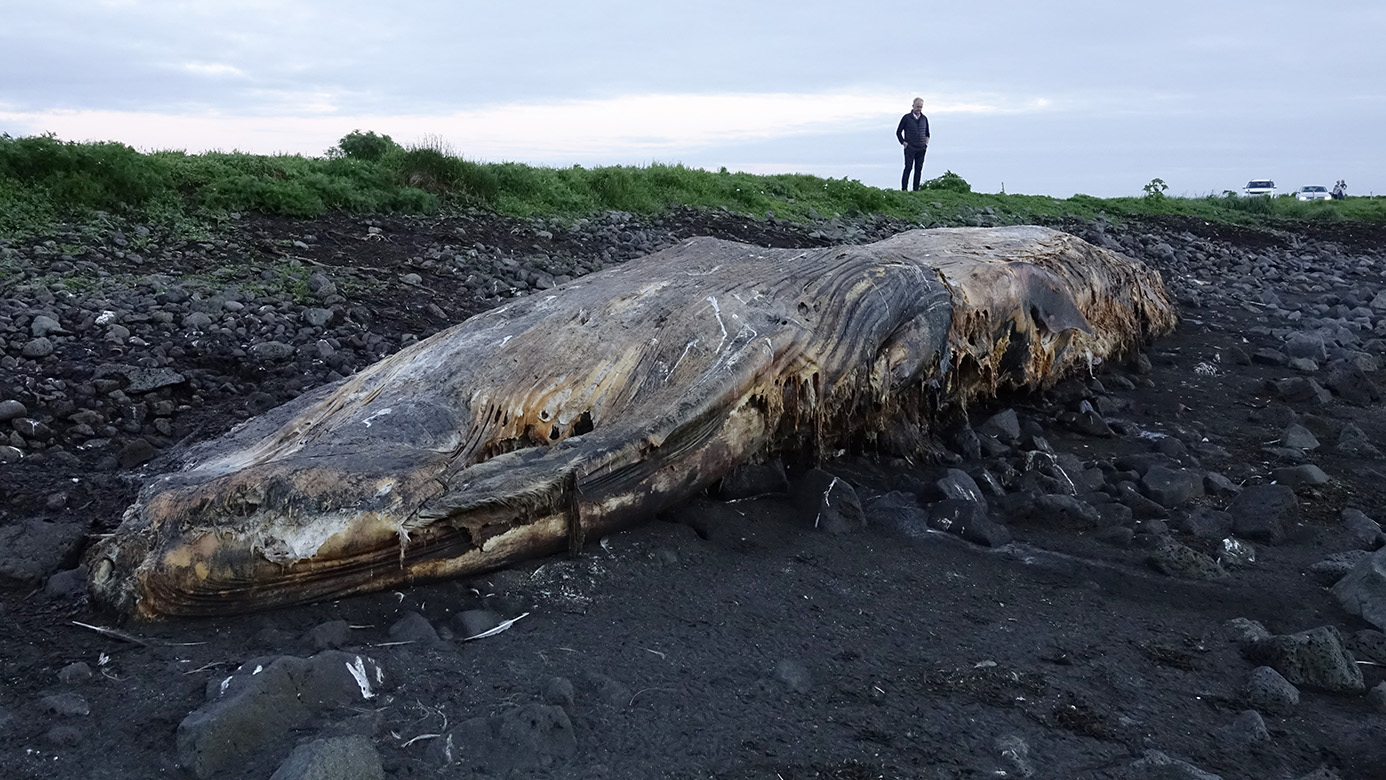 Lúin langreyður á Nesjum