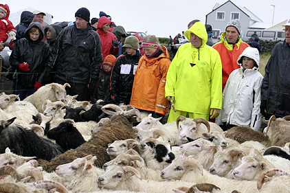 Óska eftir landi undir fjárhúsabyggð