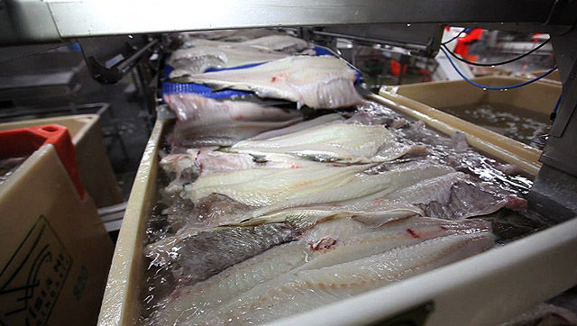 Fosföt leyfð í saltfiski