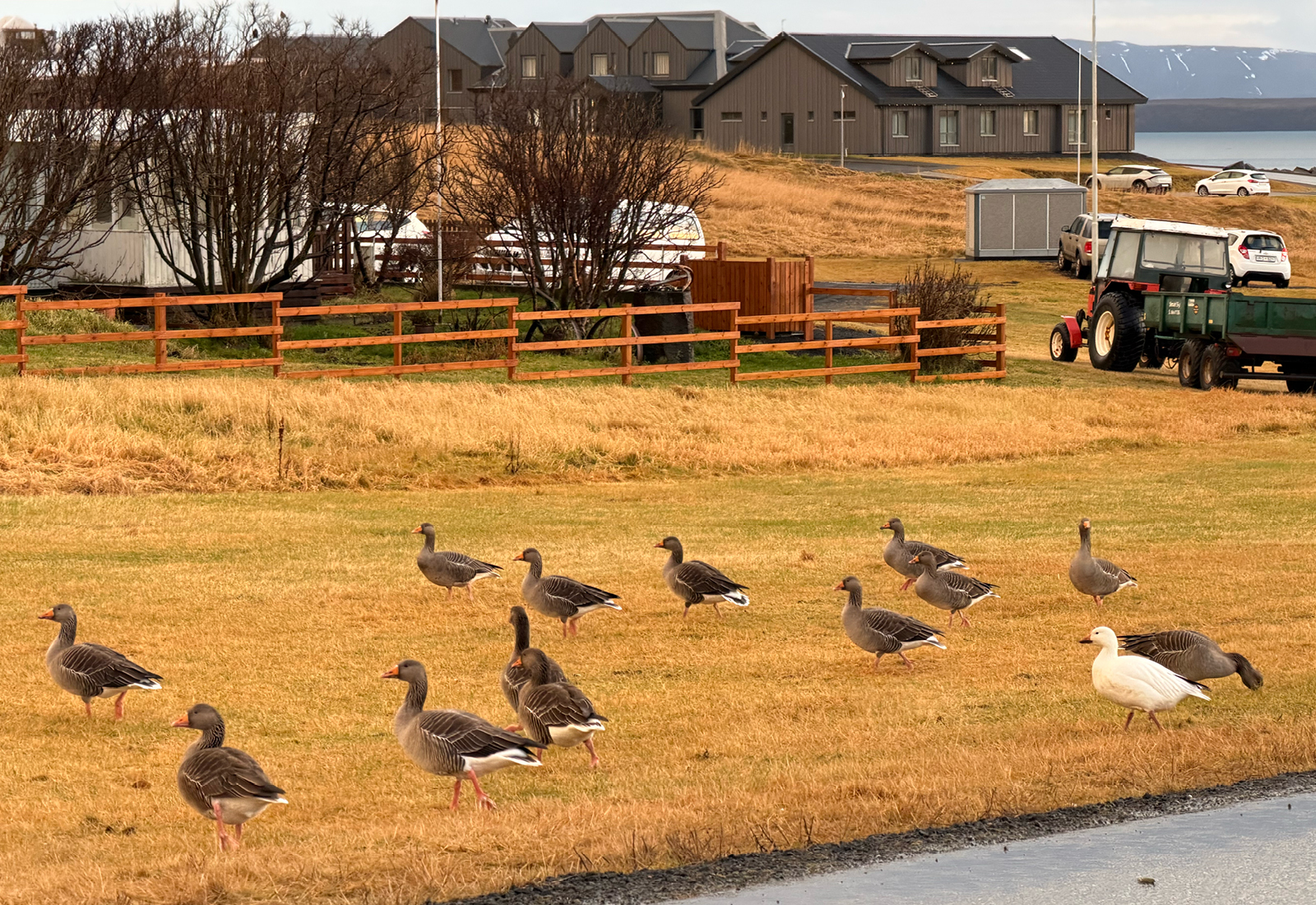 Snjógæs sækir í félagsskap heiðagæsa í Grófinni