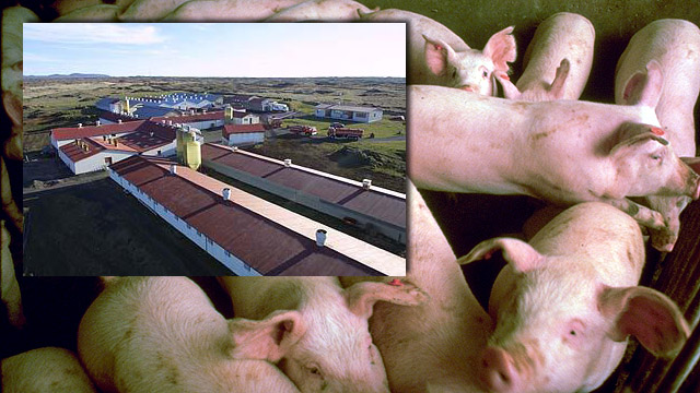 Svínaflensa í svínum á Minni-Vatnsleysu